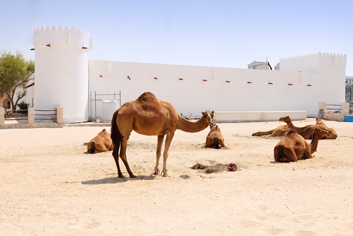 hk_c_攝圖網_502865158_在卡塔爾多哈市中心一個堡壘外休息的駱駝（企業商用）.jpg