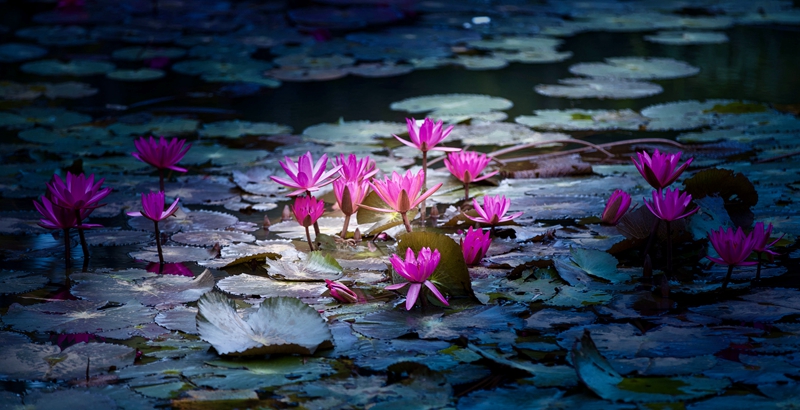 hk_c_《吸天地之精華·美》--她與荷花一樣，出汚泥而不染，濯清漣而不妖，受人遵敬！--浙江 笑天.jpg