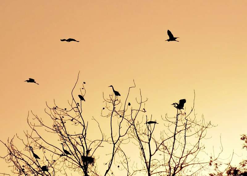 hk_c_晨曲--冬天的浣花溪清晨，晨曦來臨，鷺鳥們也開始了新的一天，在家園上飛進飛出……--康風雅雨.jpg