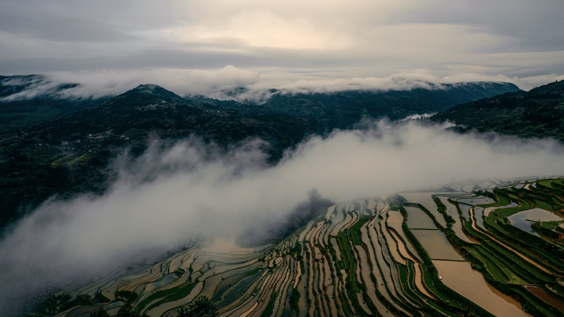 hk_c_清晨的加榜梯田-攝於貴州從江加榜梯田-楊軍.jpg