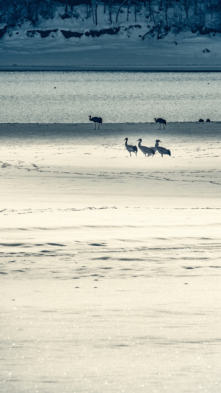hk_c_念湖雪景 楊軍.jpg