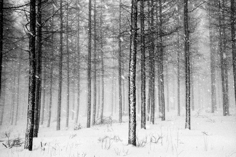 hk_c_壩上雪原的林海 吉久利.jpg