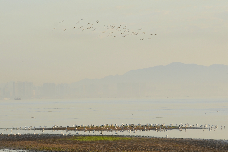 hk_c_晨曲 北戴河海濱 王士恩.jpg