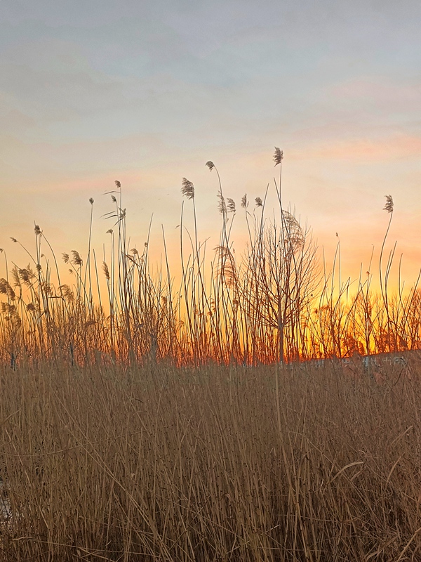 hk_c_冬日殘葦 趙虹.jpg