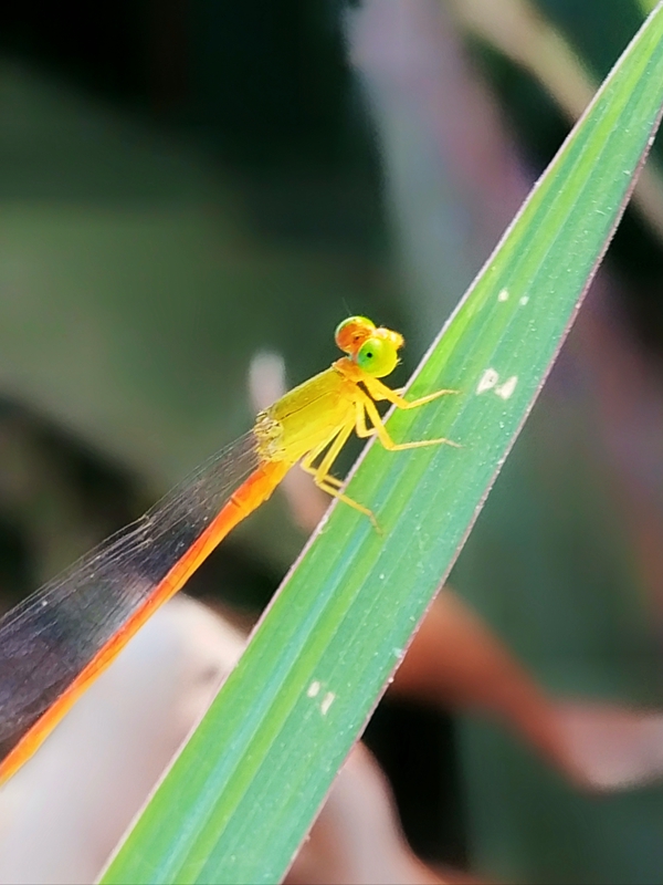 hk_c_秋日俏豆娘 武漢 尹發躍.jpg