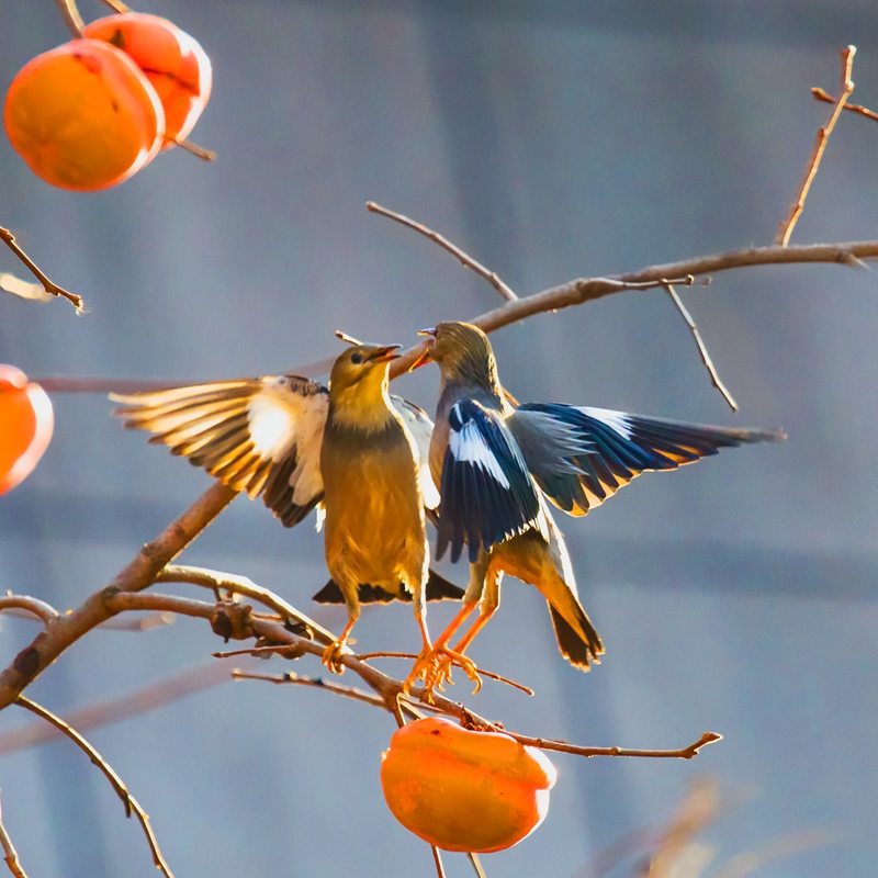 hk_c_柿子紅了 張曉林(啦啦啦).jpg