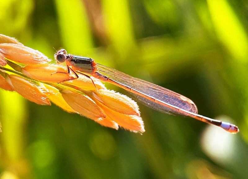 hk_c_稻穀上的豆娘 上海嘉定北郊公園 錢國強.jpg