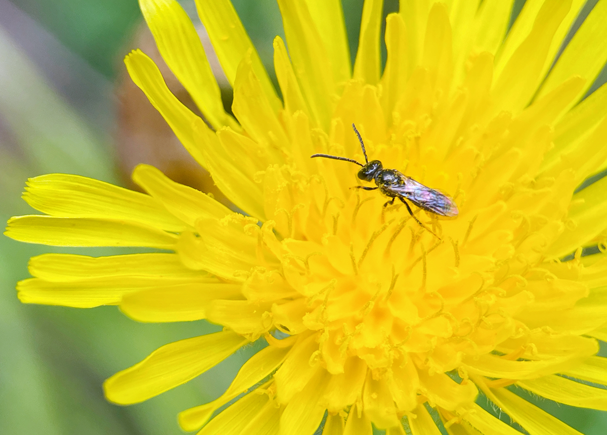hk_c_花中散步 錢國強.jpg