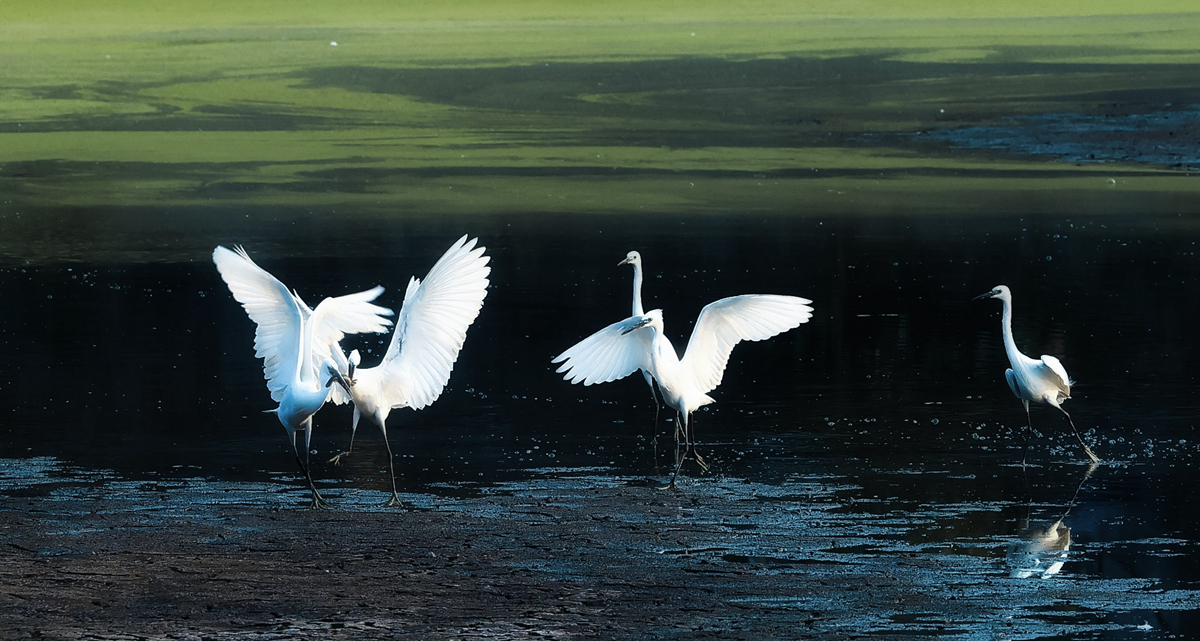 hk_c_獵食 王紅林.jpg