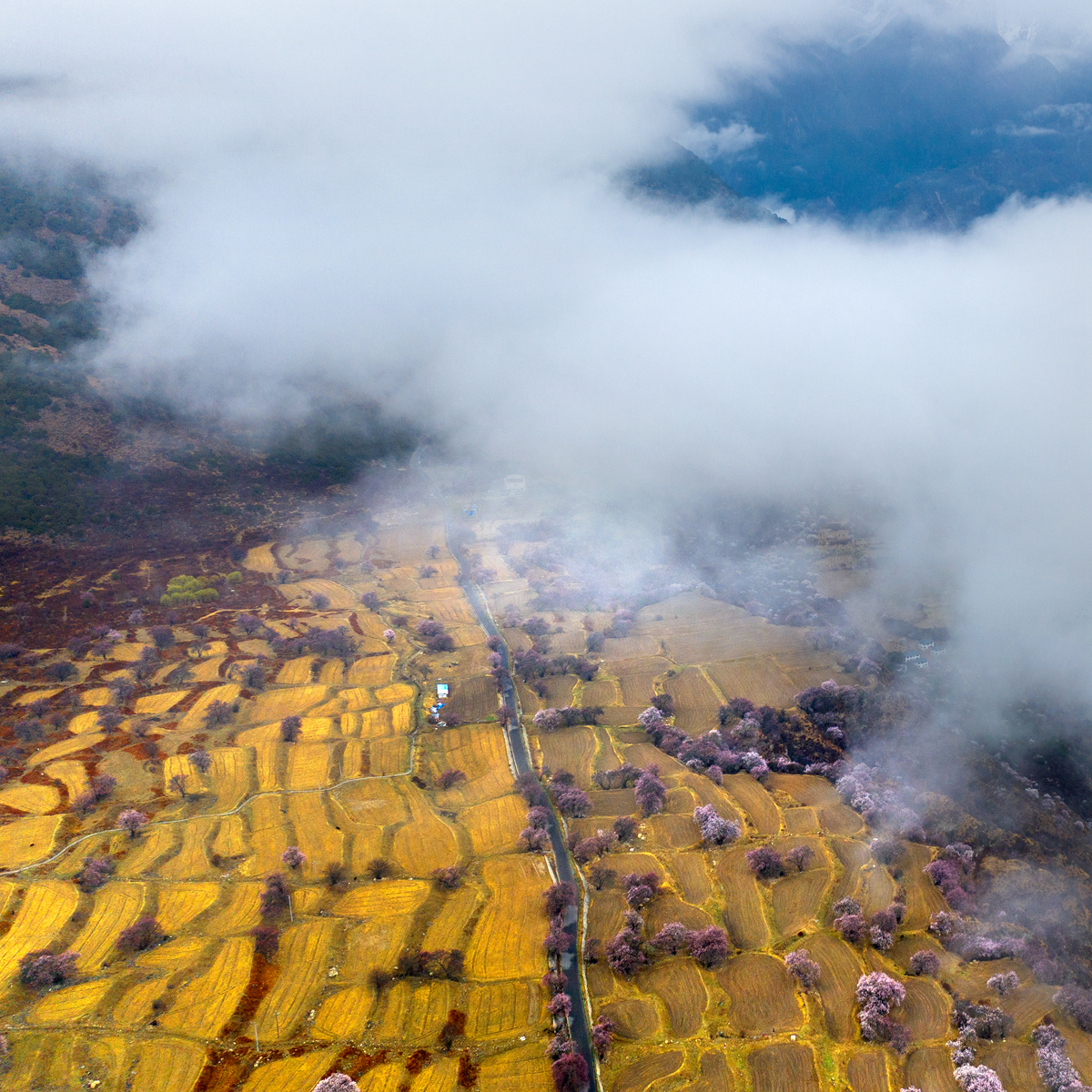 hk_c_金色田園 西藏林芝 郭冀華.jpg