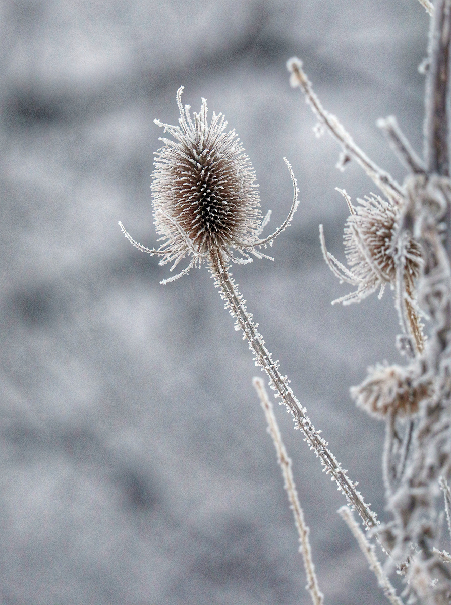 hk_c_冬色 王開苗.jpg