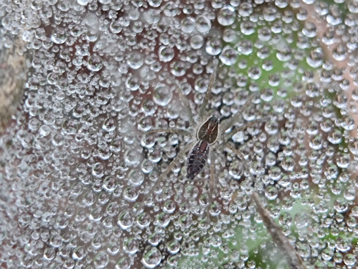 hk_c_凌波微步 廣東新會 燕語笑談.jpg