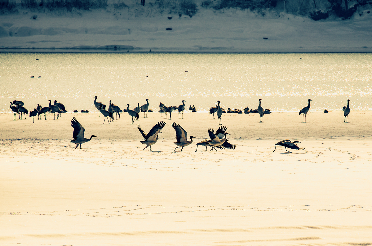 hk_c_念湖的精靈 楊軍.jpg