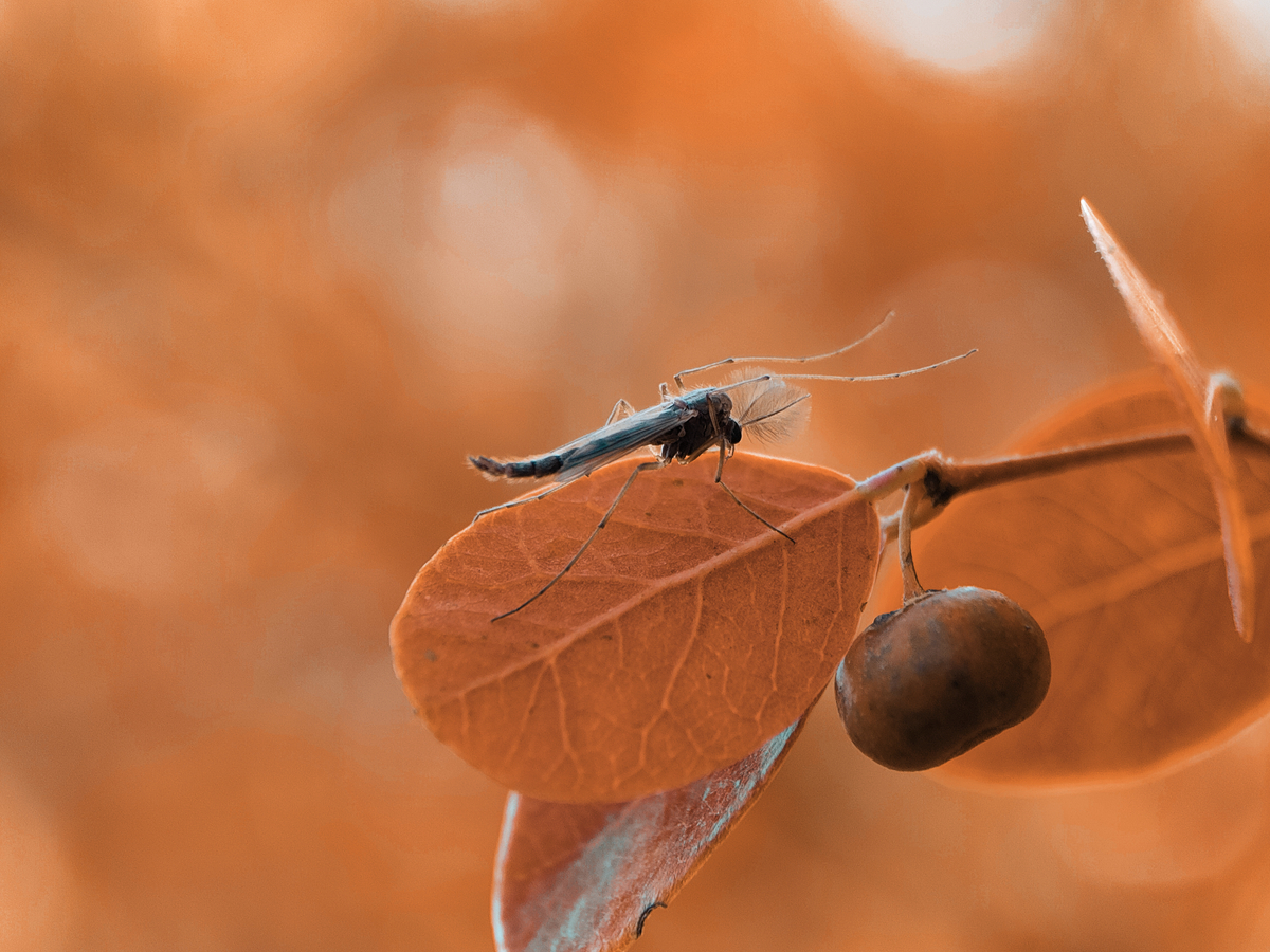 hk_c_休憩的蚊子 李勝霞.jpg