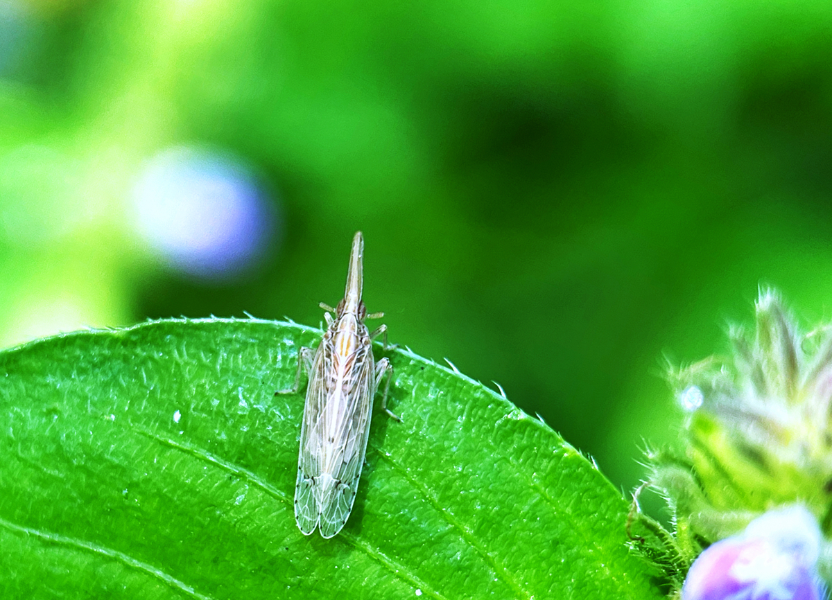 hk_c_衣蛾 錢國強.jpg