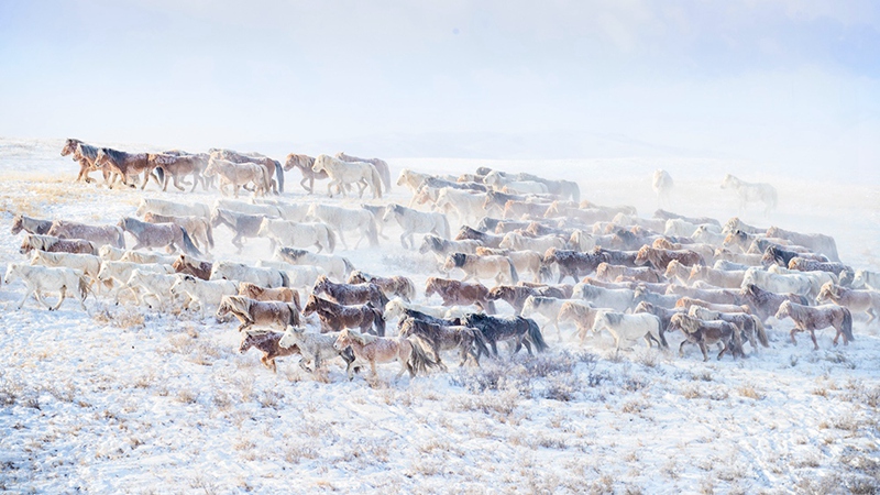 hk_c_極寒中的蒙古馬 攝於內蒙古 森格.jpg