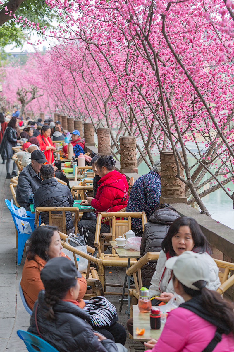 hk_c_春來俏--二月成都，錦江河畔，紅梅盛開。人們紛紛在花前合影，喜迎疫情後的第一個新春。--沉默的印象.jpg