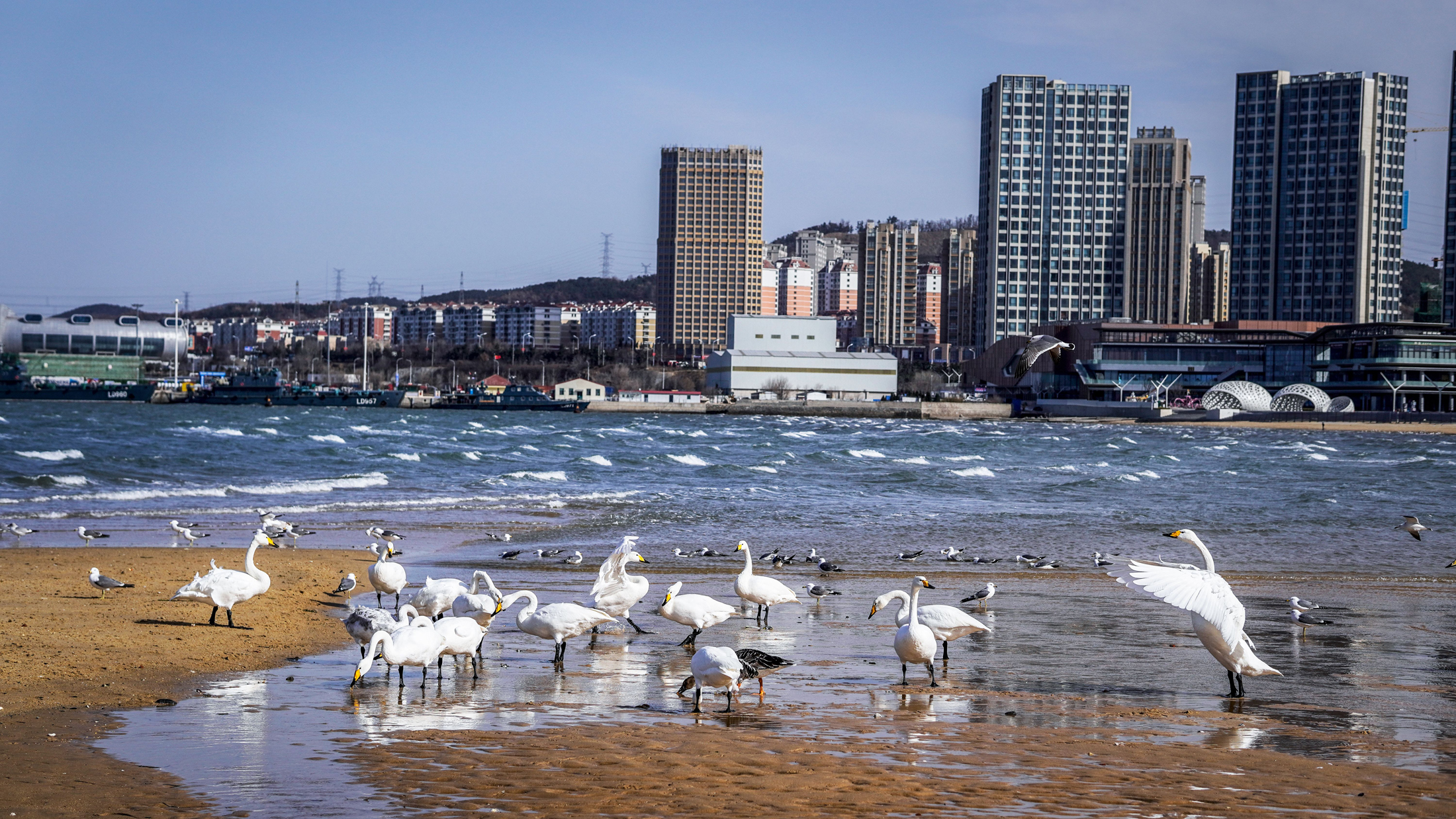 hk_c_威海九龍灣公園 劉輝.jpg
