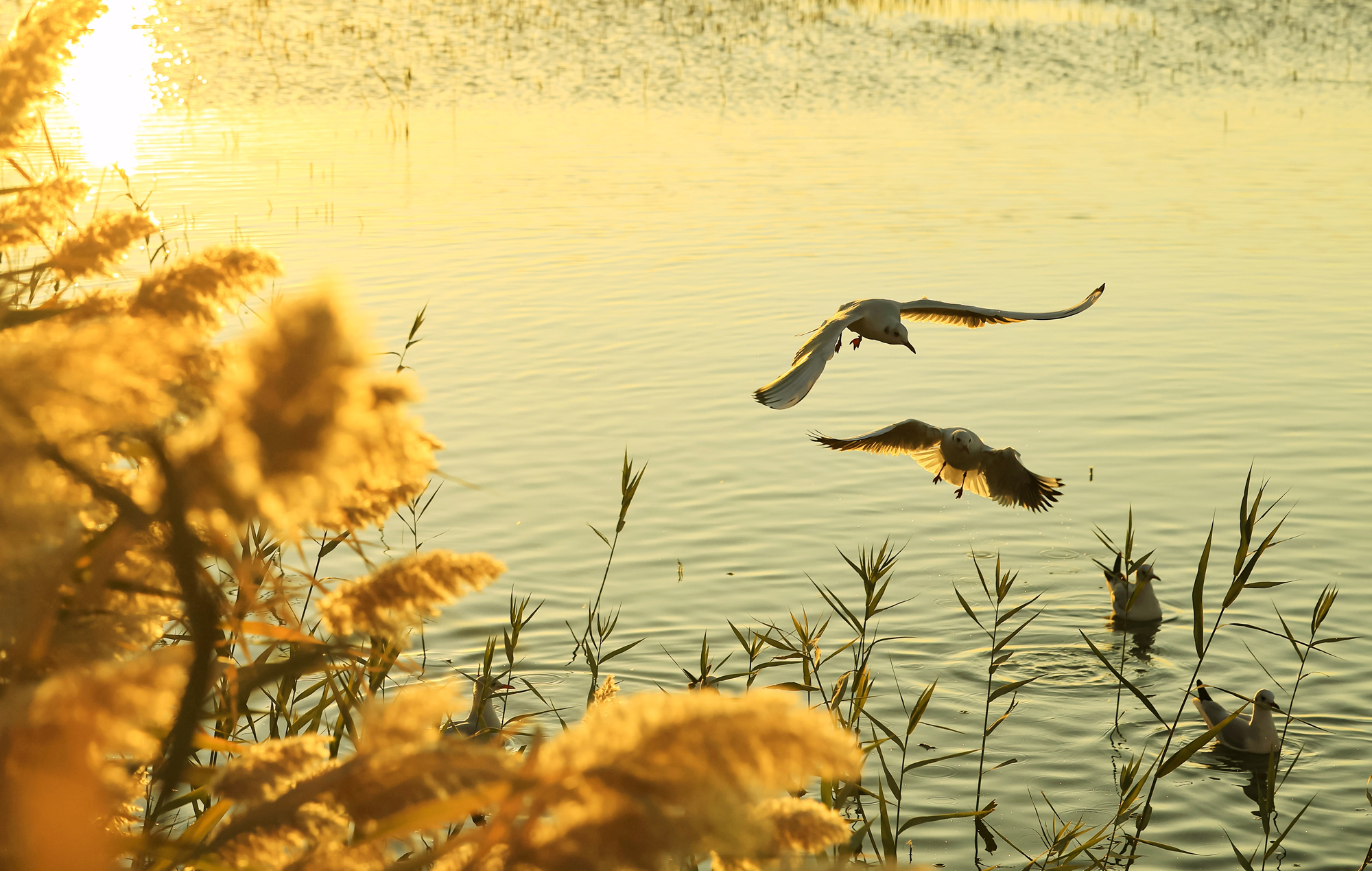 hk_c_居延海 王紅林.jpeg