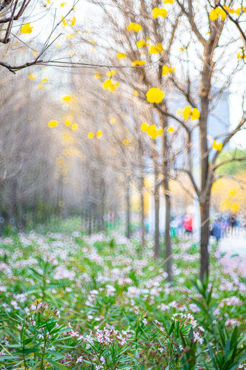 hk_c_春暖花開時--春暖花開，2月中旬到3月下旬，從漫天嗲粉櫻花季盛開，如今輪到紅棉、多彩魯冰花及黃色、紅色、粉紅色風鈴木，都開始綻放，煥發生機 盎然春意的氣息。 宋彼得.jpg