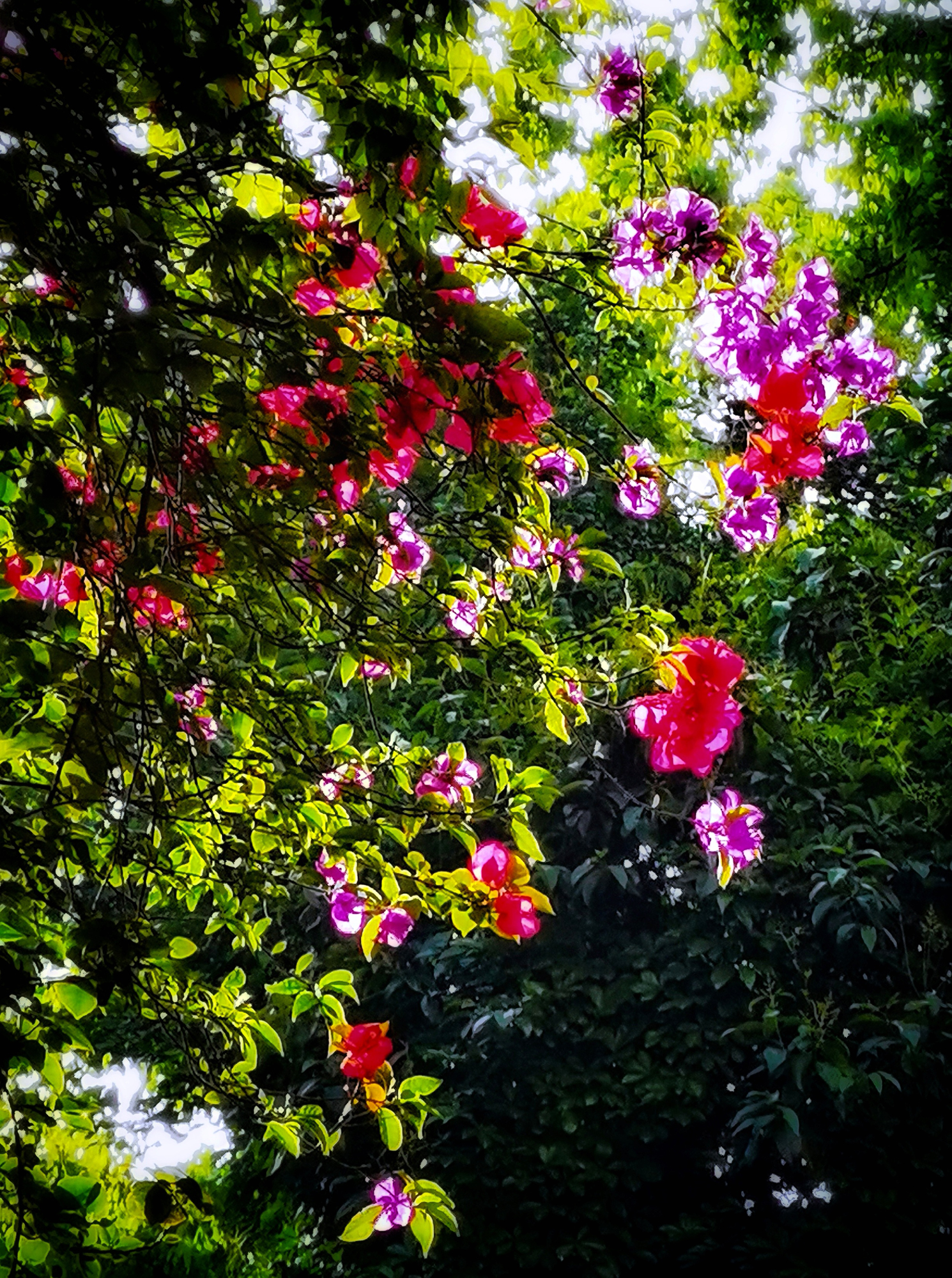 hk_c_立夏，園子里的花兒爭先開放，五月鮮花開遍了原野。康風雅雨.jpg